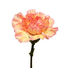 20x Dian.st.gioia 70cm