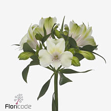 10x Alstroemeria pernilla 70cm
