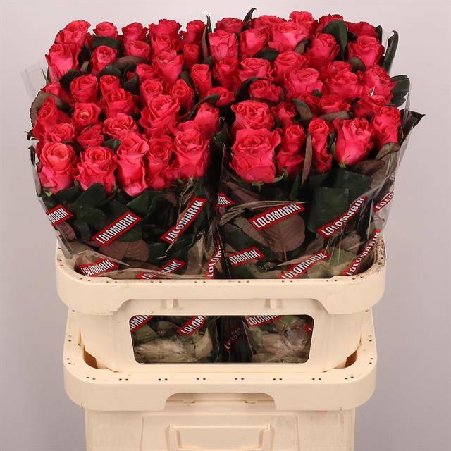 20x Rosa pink tacazzi+ 80cm