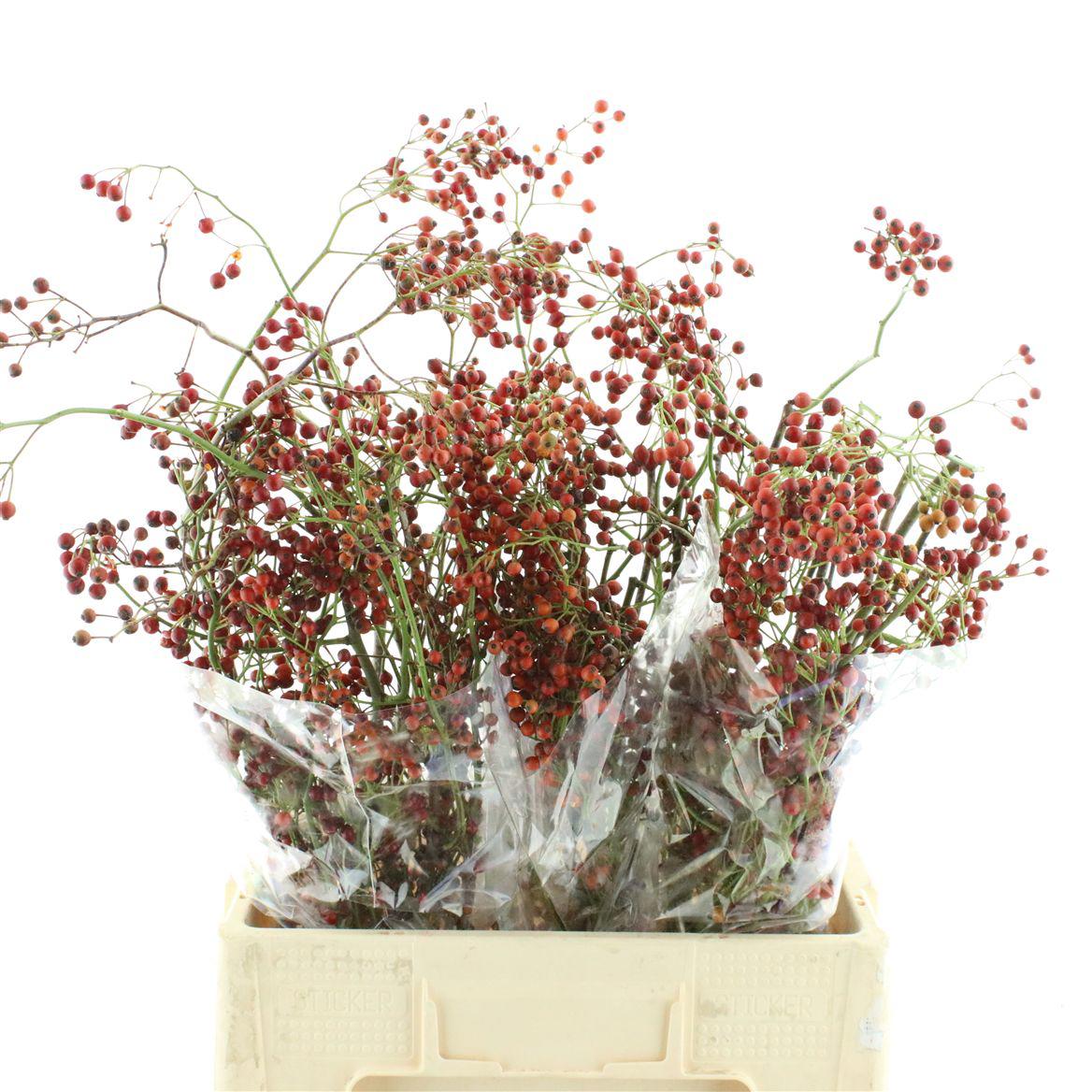 30x Rosa corallo 60cm