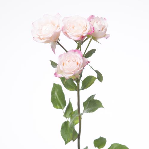 10x Rosa reflex 40cm