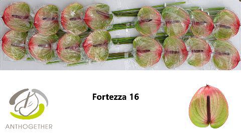 16x Anth.fortezza 10cm