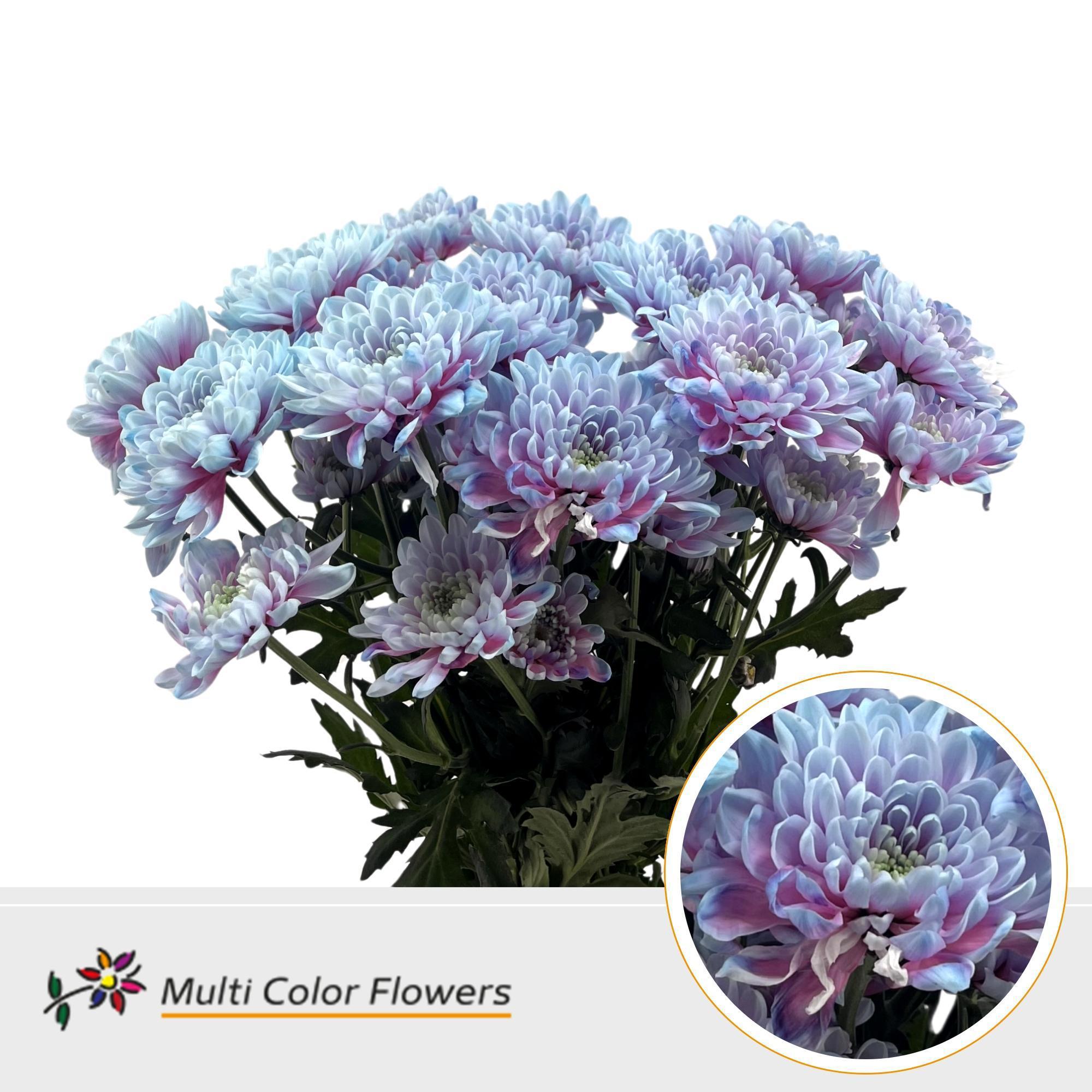 10x Chrysant overig 60cm