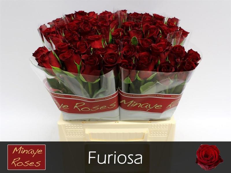 20x Rosa furiosa 40cm