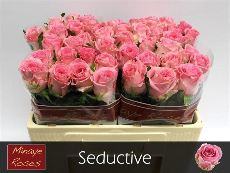 20x Rosa seductive 50cm