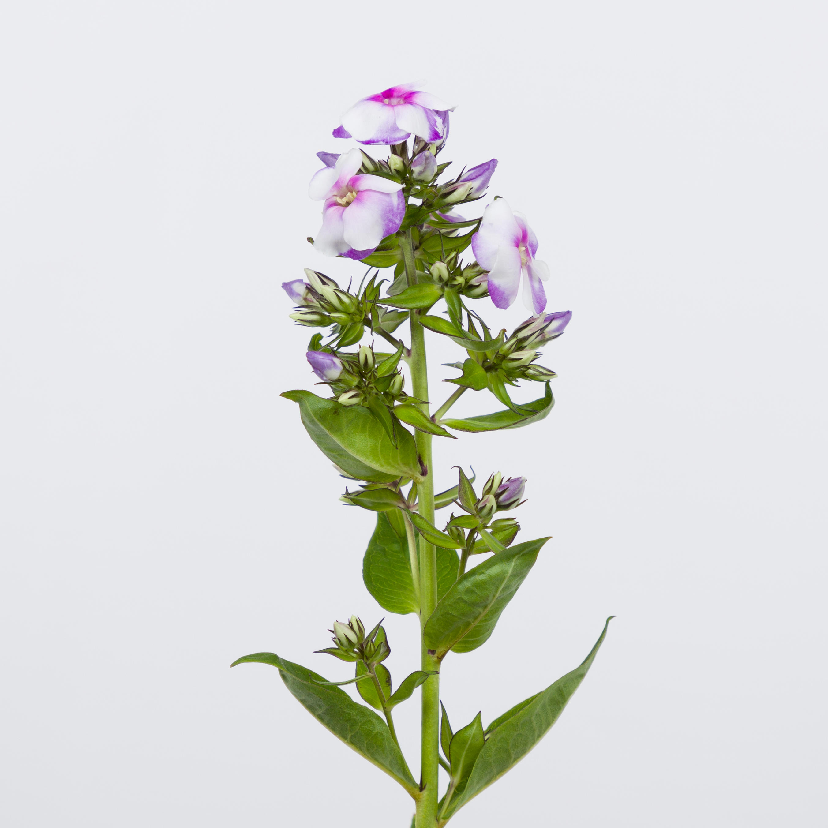 20x Phlox isabella 60cm