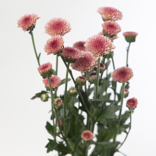 25x Chrysant san.madiba tyolo salmon 50cm