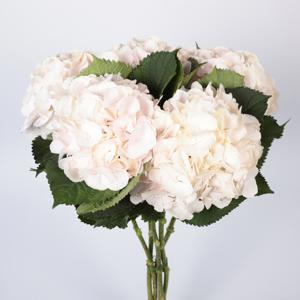10x Hydr.sweet verena 80cm