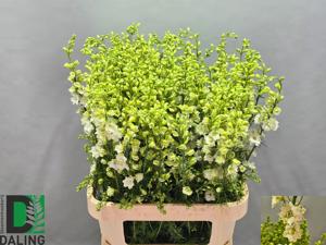 10x Delph.aj.qis white 80cm