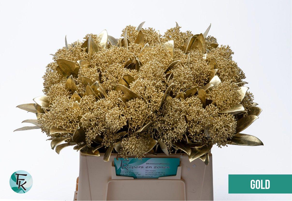 5x Skimmia goud 40cm