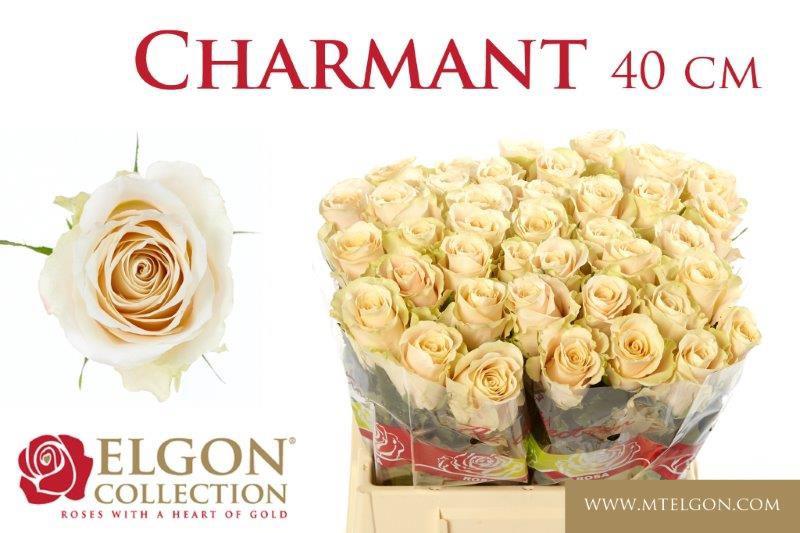 20x Rosa charmant 40cm