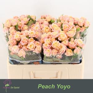 10x Rosa peach yo-yo 50cm