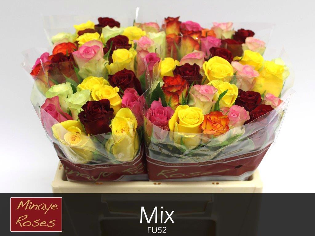 20x Rosa rainbow minaye 30cm
