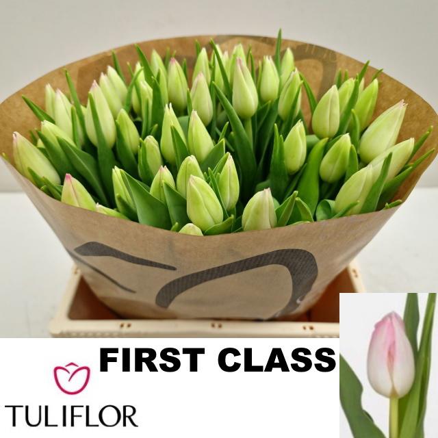 50x Tulipa first class en 30cm