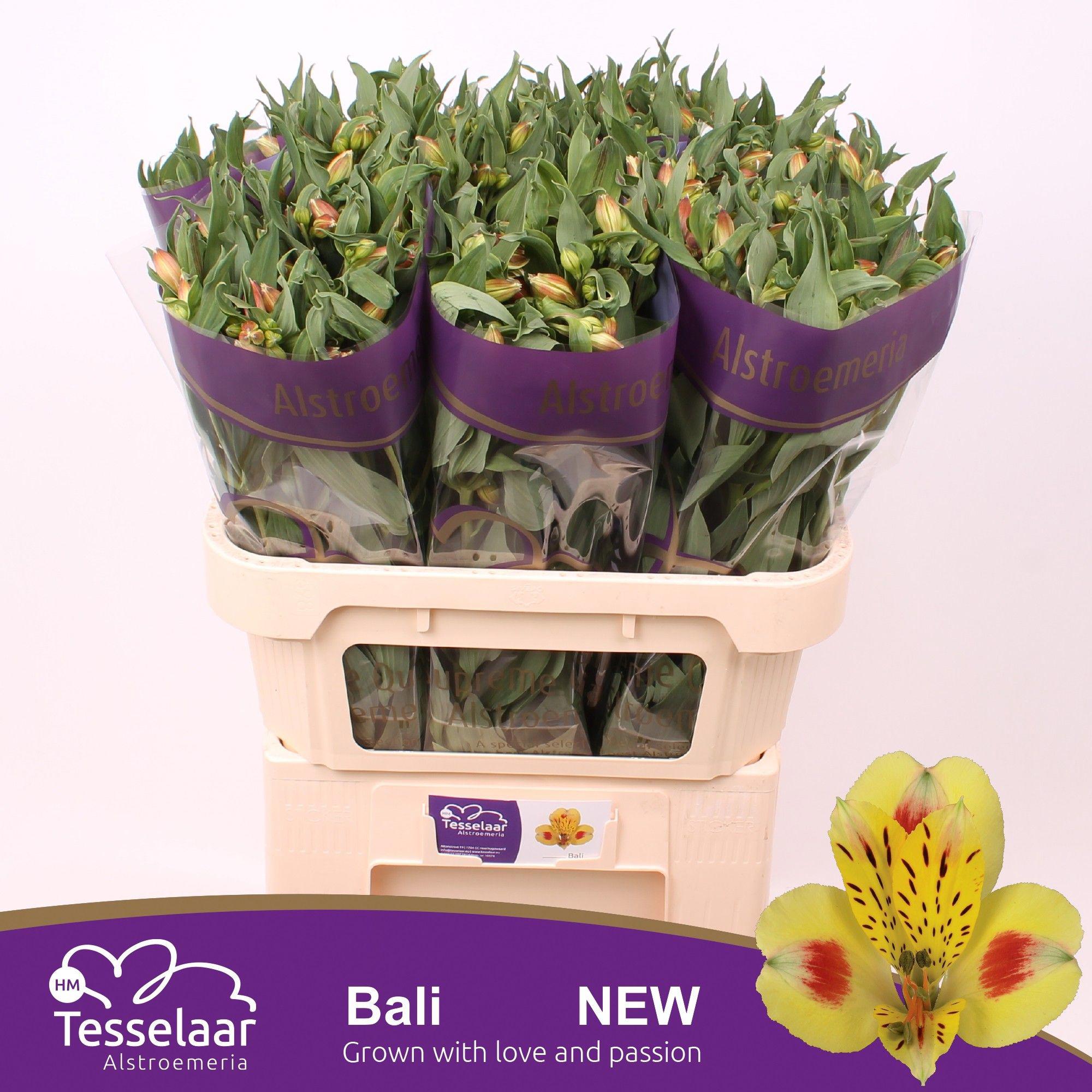 10x Alstroemeria bali 70cm