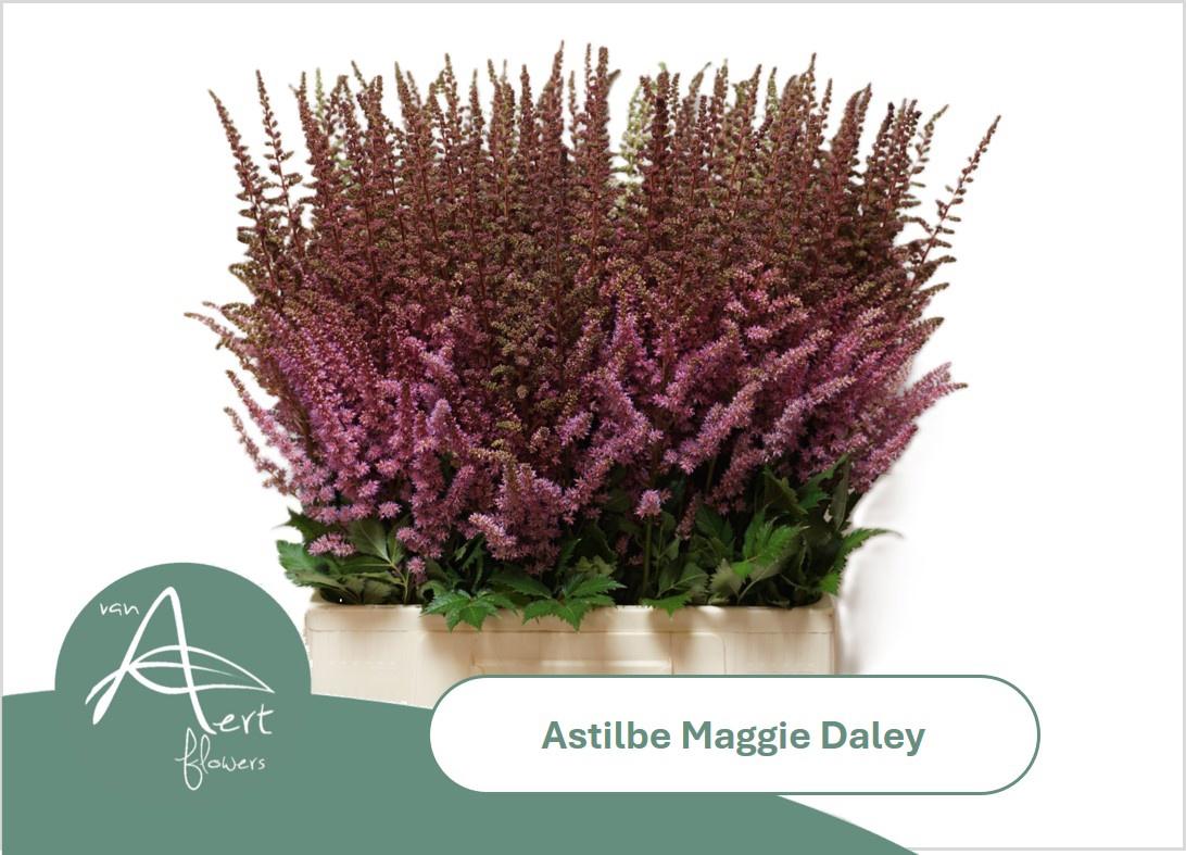 20x Astil.maggie daley 70cm