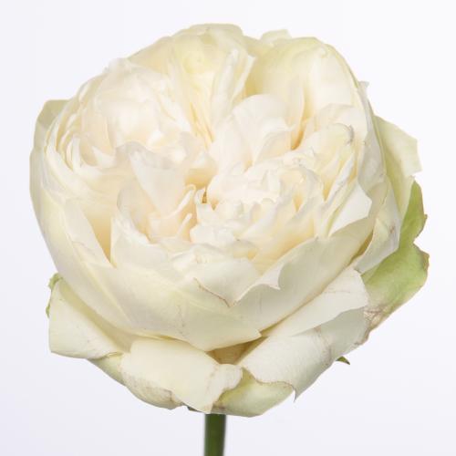 10x Rosa white kahala-bb 50cm