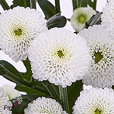 25x Chrysant san.madiba ideal white 50cm