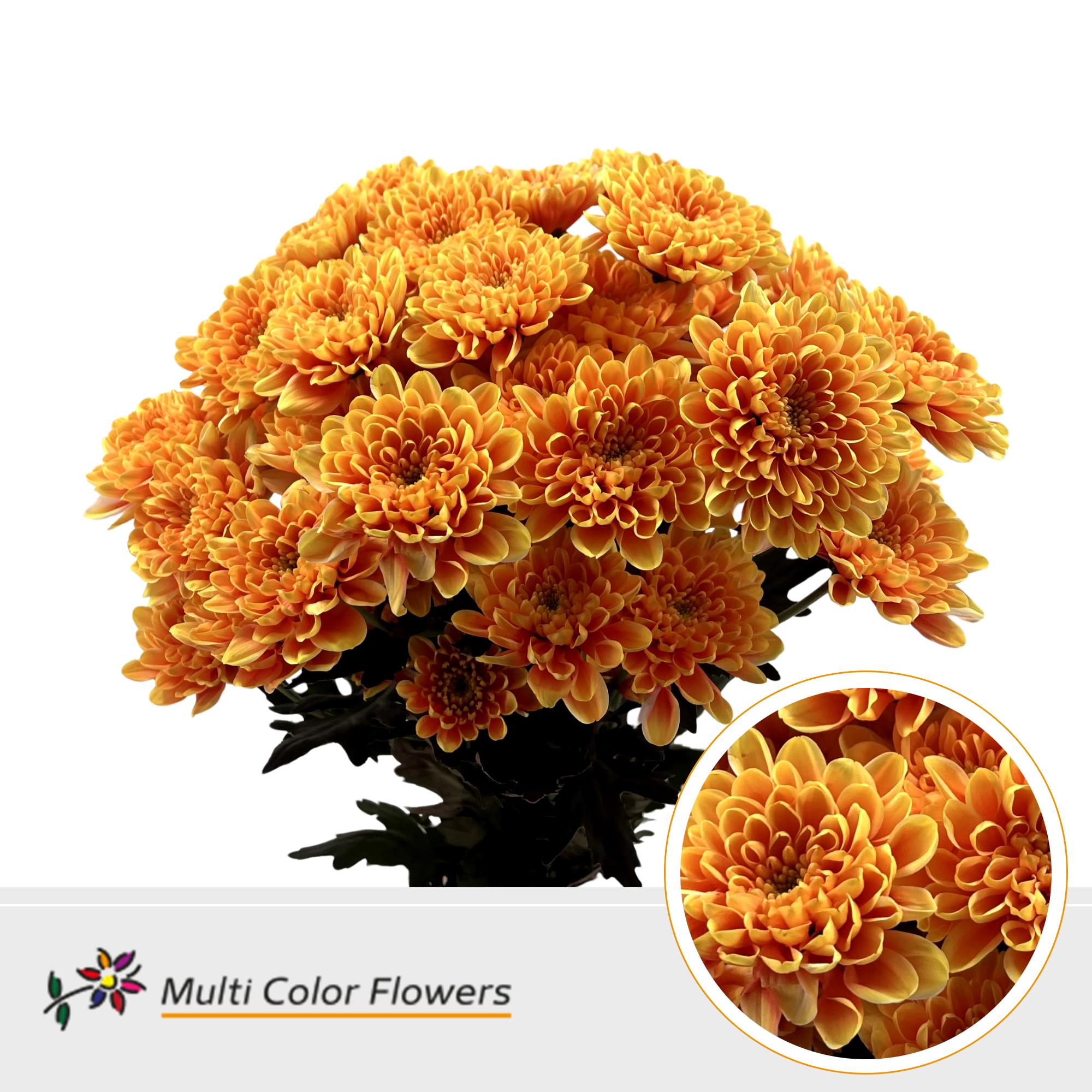10x Chrysant overig 60cm