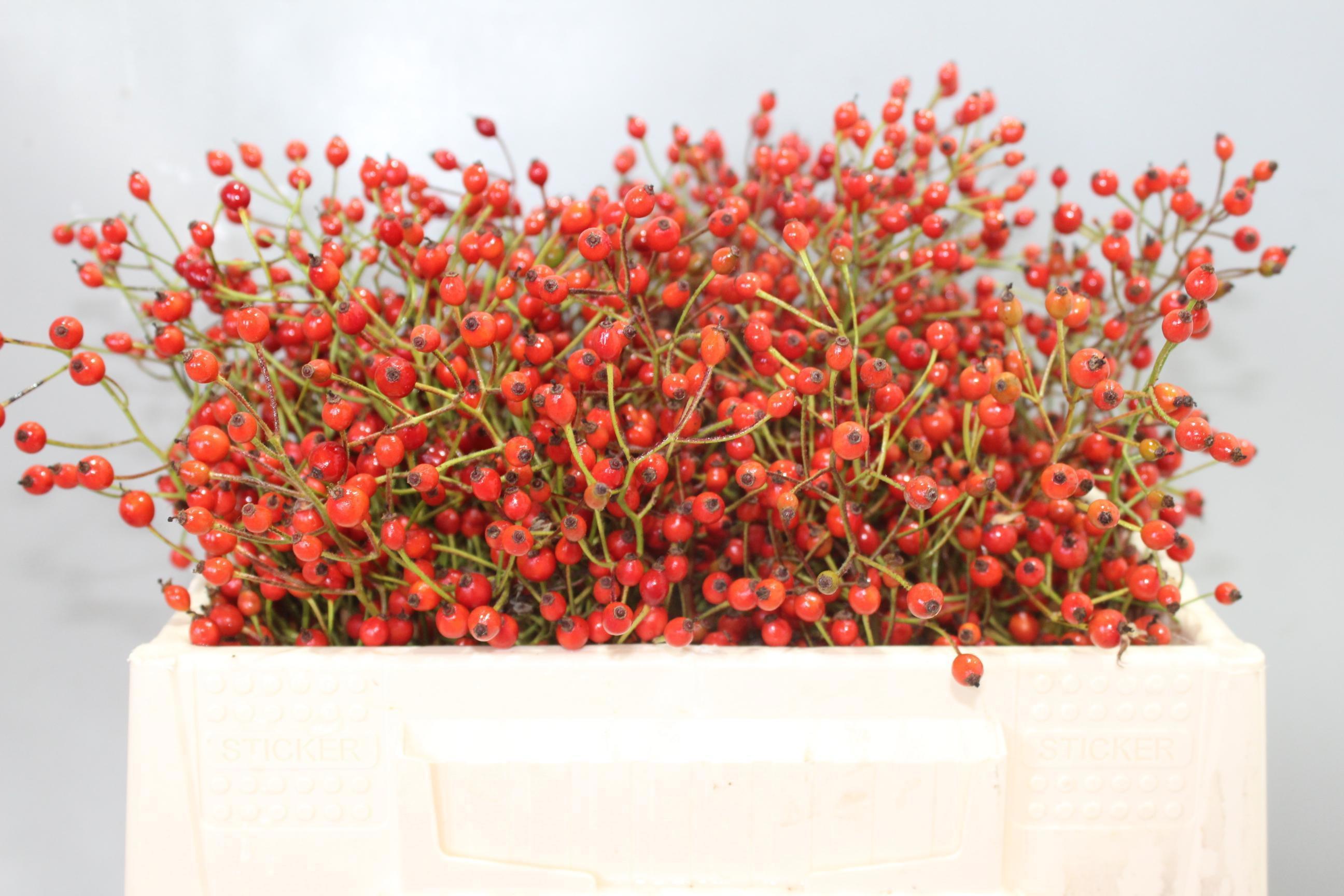 10x Rosa prinsberry red 30cm