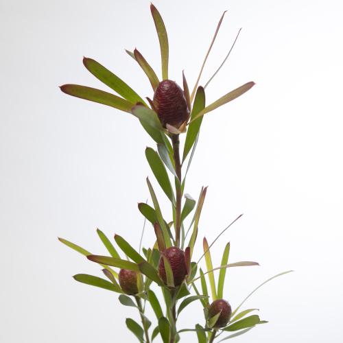 50x Pg leuc.ayoba cherry pearl 40cm