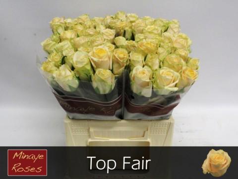 20x Rosa top fair! 40cm