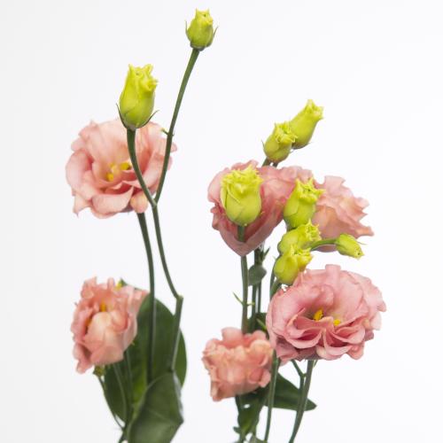 10x Eust.sabrina orange du 70cm