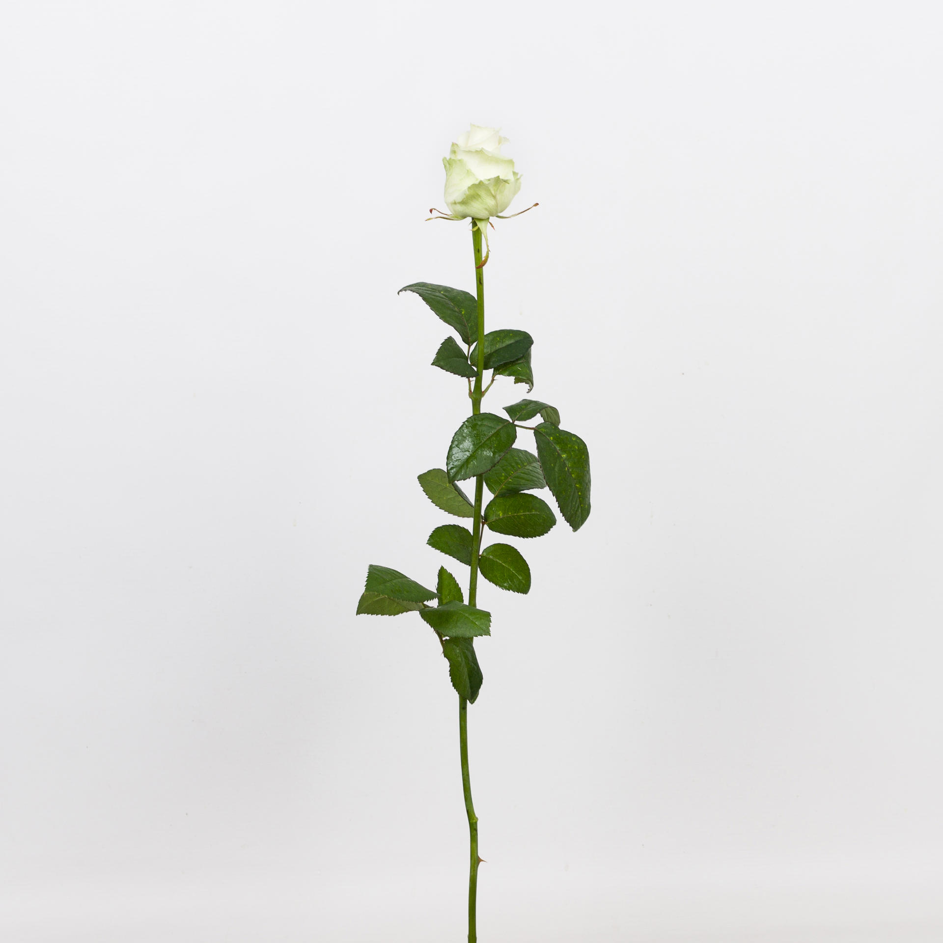 10x Rosa dolomiti 60cm