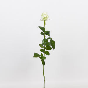 10x Rosa dolomiti 50cm