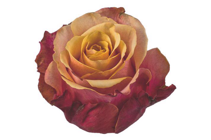 25x Rosa cherry brandy 60cm