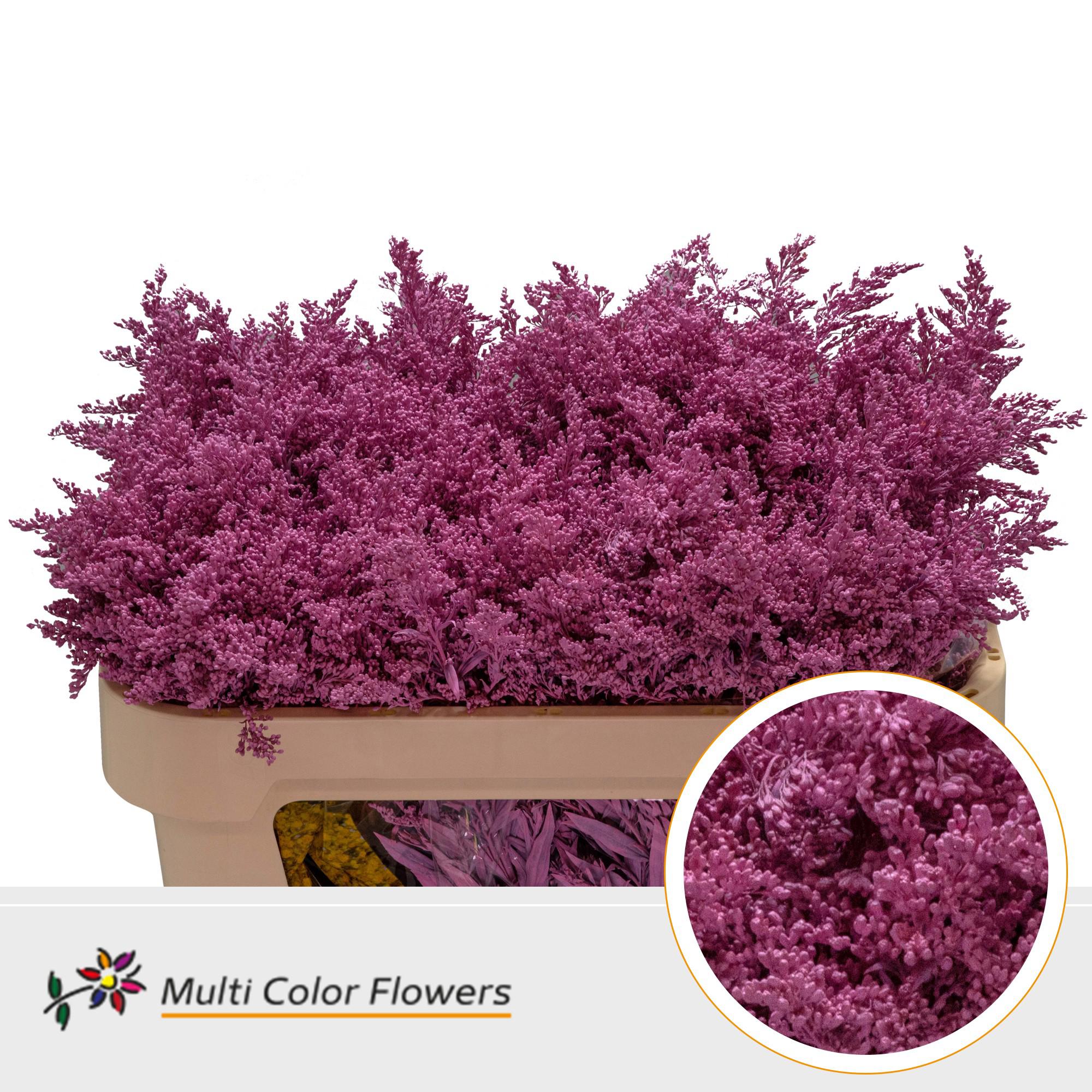 25x Solid.(v) roze 70cm