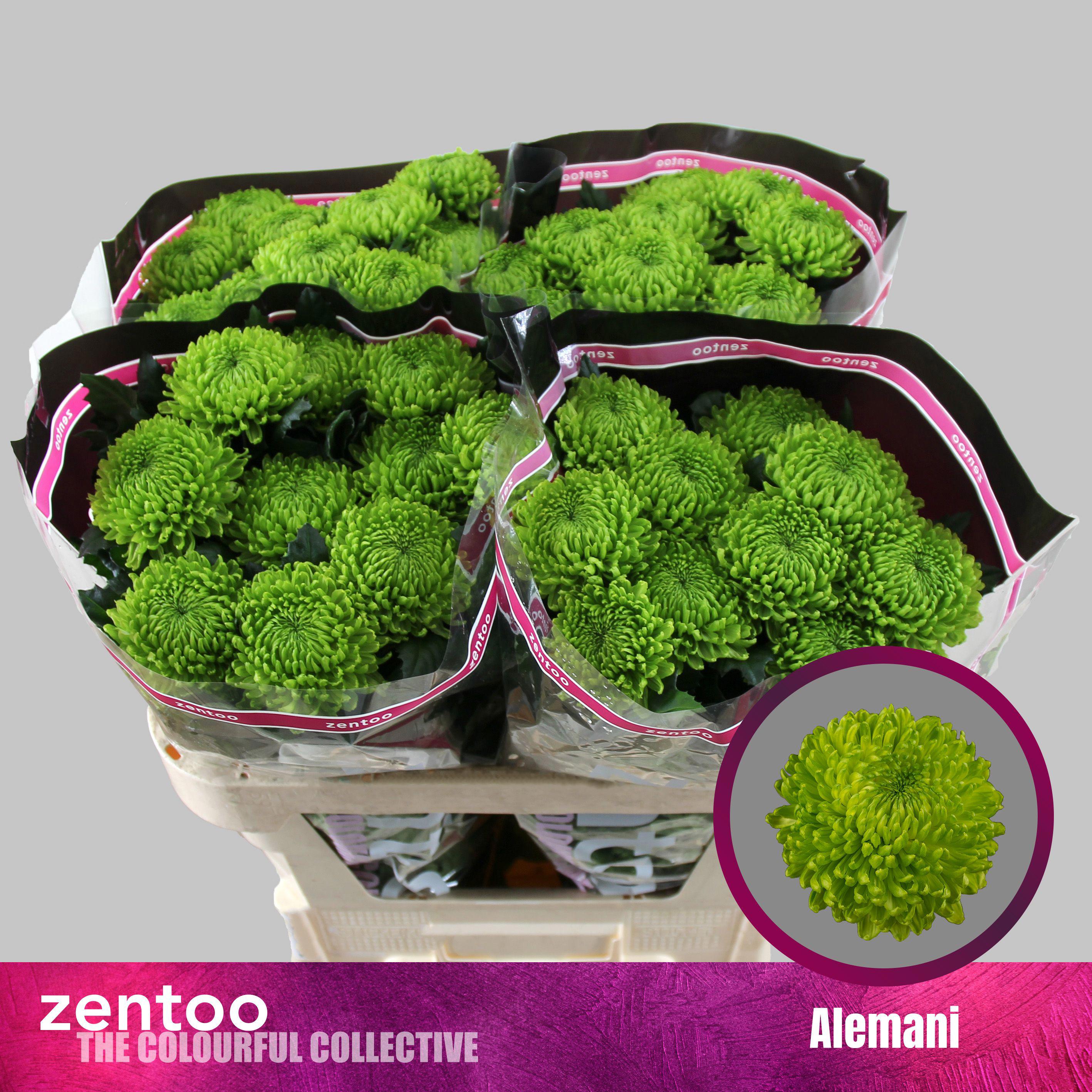 10x Chrysant alemani g 70cm