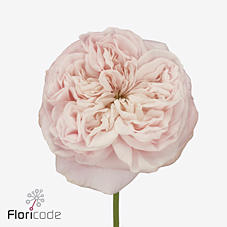 10x Rosa lincoln park! 50cm