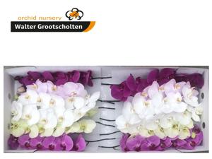 10x Phal.mix var. 80cm