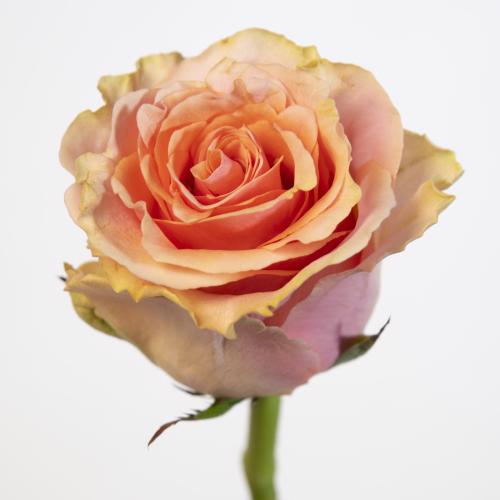 10x Rosa verona 50cm