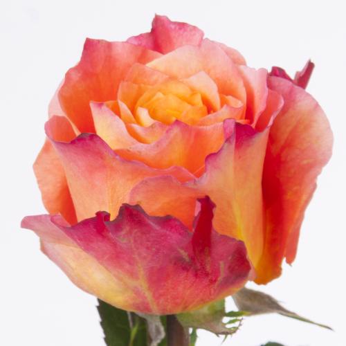 25x Rosa free spirit 50cm