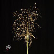 30x Gs stipa gigantea 80cm