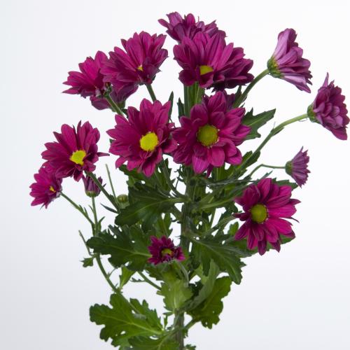 10x Chrysant purple star 70cm