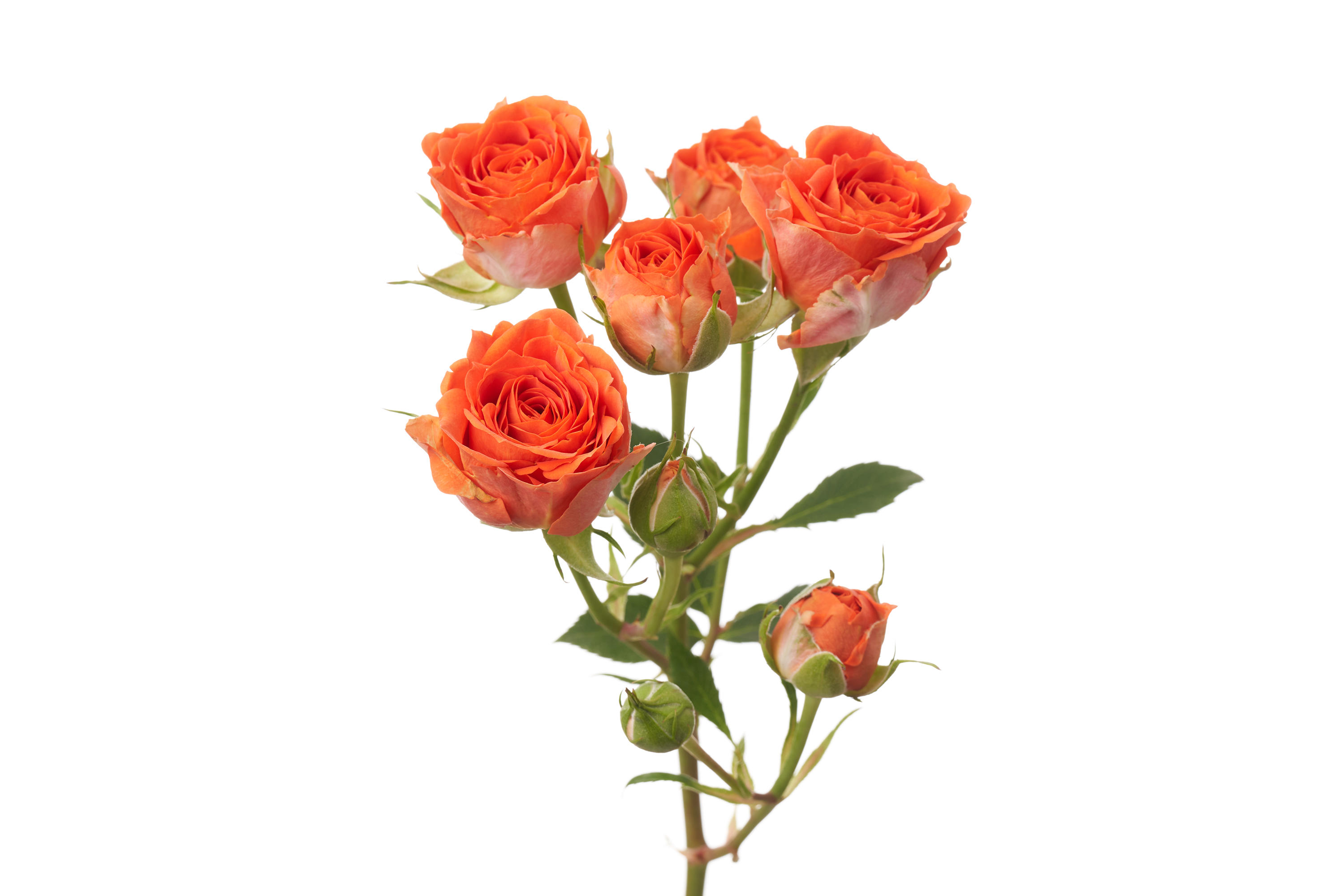 10x Rosa tr. ariya 60cm