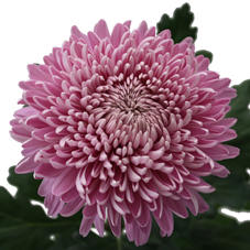 10x Chrysant hornbill 70cm