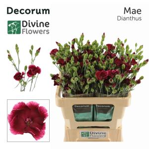 20x Dian.tr.solomio mae 60cm