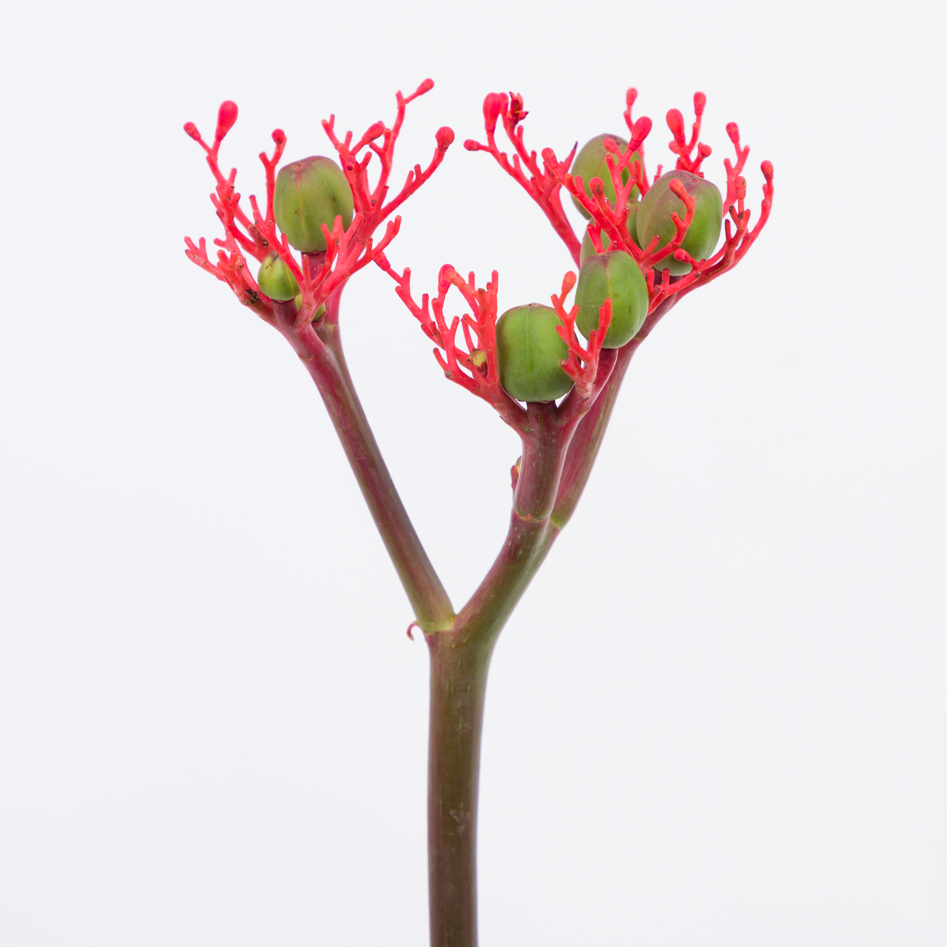 10x Jatropha firecracker 40cm