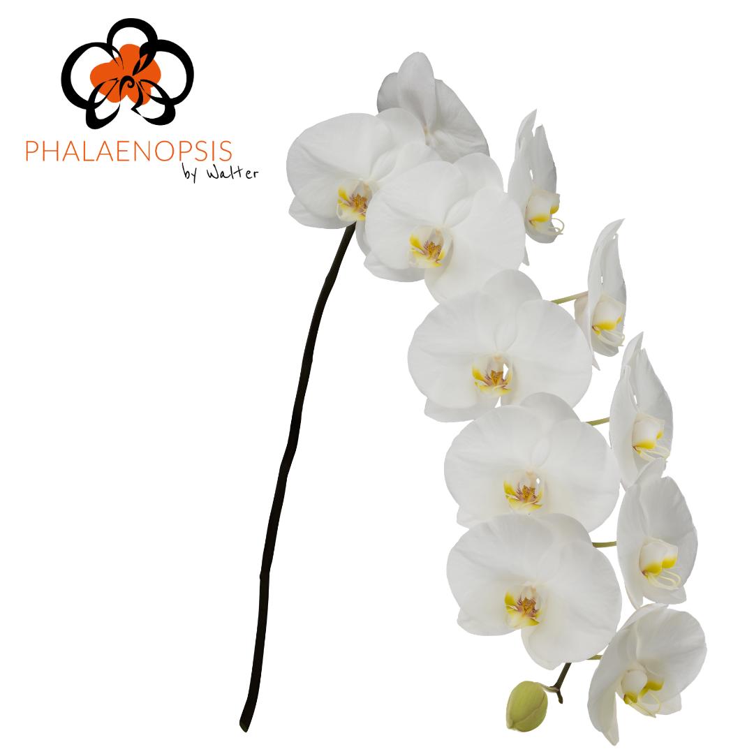 45x Phal.sensation white 80cm