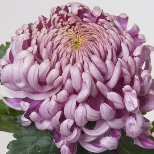 10x Chrysant vienna pink 80cm