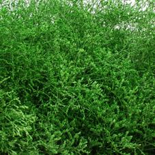 25x Lim. groen 70cm