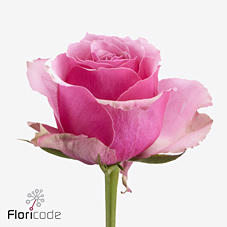20x Rosa majestic athena 60cm