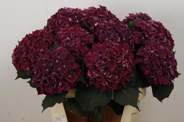 10x Hydr.mon amour purple 80cm