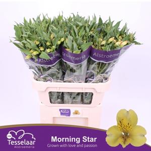 10x Alstroemeria morning star 70cm