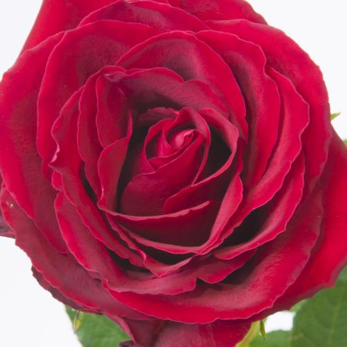 20x Rosa madam red 40cm