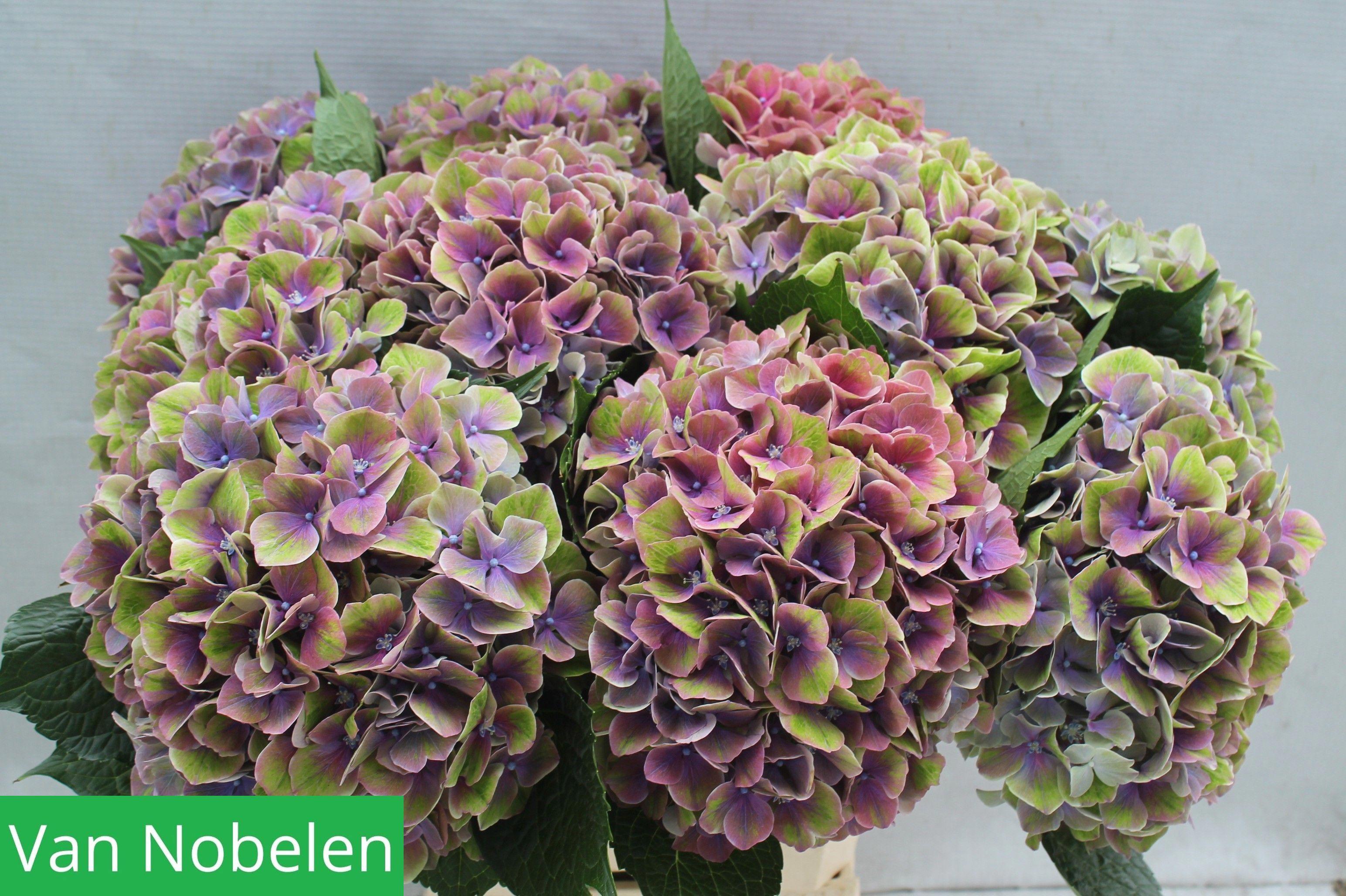 10x Hydr.sweet esperance 60cm